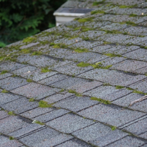 Roof Moss